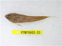 藏品(絲鰭斜棘(魚銜))的圖片